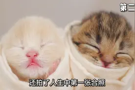 完整记录小奶猫从出生第1天到100天的成长视频封面