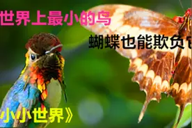 世界最小的鸟和蜜蜂差不多，蝴蝶都能欺负它，雨天更是它们的灾难视频封面