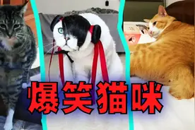 爆笑解说：盘点那些猫咪的奇葩行为！视频封面