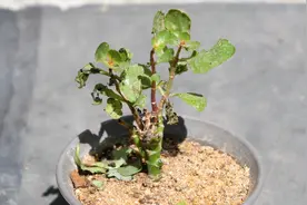 当长寿花出现虫害，可以这样处理，永绝后患视频封面