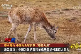 埃及媒体：中国为保护藏羚羊免于灭绝付出巨大努力|今日亚洲视频封面