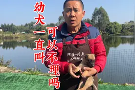 幼犬一直叫可以不理吗？训犬师分析其原因，不同情况不同解决方法视频封面
