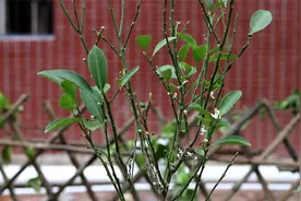 要想开花结果多，橘子树的管理，只需记好做到3个重点视频封面