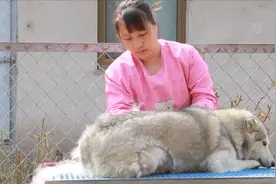 农村兄妹俩在老家养狗，远离城市的喧嚣，享受着不一样的生活视频封面