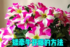 我用两招，把一盆矮牵牛小苗，养到现在这样视频封面