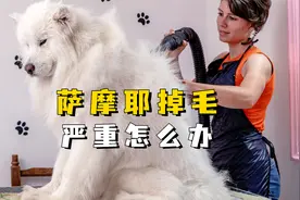 萨摩耶掉毛太严重怎么办？看这里就知道。