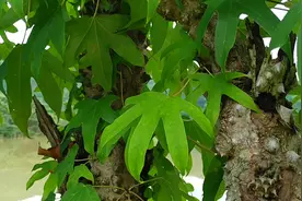 村里唯一的一棵树，有老板出价2800元，小伙后悔当初没多种些