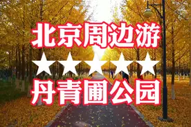 北京周边游金秋十月看免费银杏可以带狗搭帐篷交通方便停车免费