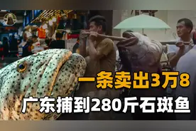 广东捕到280斤石斑鱼，一人多高价值3.8万，这还不是它的极限体积视频封面