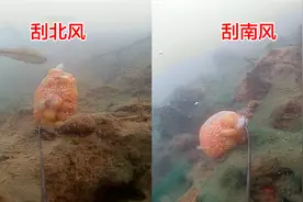 冬季钓鱼，看准风向选时机，北风和南风，哪种风向鱼最好钓？视频封面