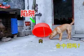 女子自制陷阱抓土狗，狗的举动让人感到担心，看看会不会成功视频封面