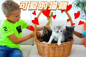 小男孩在家里养了很多猫咪，可猫咪太调皮了，男孩忙坏了