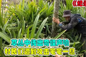 纪录片：草丛中传处阵阵窸窣声，究竟是猛兽来袭，还是野草成精视频封面