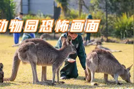 罗马尼亚动物园捕捉到的未知生物，5個未知生物被拍到的可怕画面视频封面