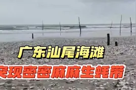 广东汕尾海滩，出现密密麻麻生蚝带，到底能不能吃?视频封面