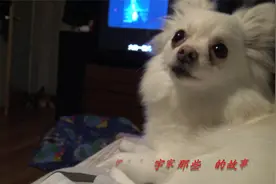 哥,我要去撒尿视频封面
