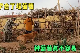 新疆开始零下了，热情的邻居大叔教我们埋葡萄，看看是怎么埋的