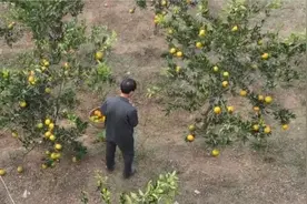 河南驻马店一老汉荒坡种橘7年，成功中出2个品种年纯收入超20万视频封面