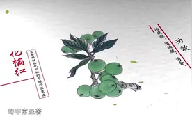 科普中药：《化橘红》缓解痰症、消油腻、消食、醒酒、宽中视频封面