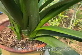 发现君子兰“叶间芽”，下手一定要狠，才能不腐烂，养出漂亮群兰视频封面