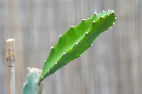 火龙果的嫩芽，为什么这么招蚂蚁？原因是这里会分泌“甜份”