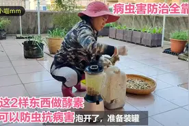 楼顶种菜：用这2样东西做酵素，可以防虫抗病害，分享制作教程视频封面