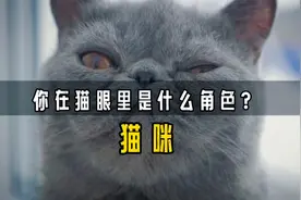 在猫咪眼里，你是什么呢？朋友？主人？铲屎官？还是仆人？视频封面