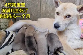 狗妈妈生下4只狗宝宝，没满月全意外死了，母狗整整伤心了一个月