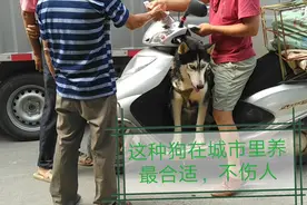 这狗不会忠诚主人，谁给吃的谁就是它主人