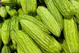 买苦瓜时怎么选？老菜农：学会这4个挑选技巧，就能买到优质苦瓜视频封面