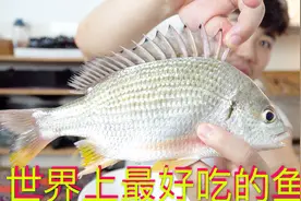 蔡澜：这是世界上最好吃的鱼！黄鳍鲷黄立鱼胶辣
