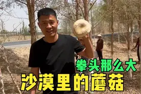 沙漠里长蘑菇你见过吗？20分钟挖了半箩筐，这种蘑菇又嫩又好吃视频封面