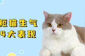 英短猫生气的4大表现，别还看不懂！视频封面