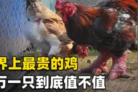世界上什么鸡最贵？盘点价值不菲的7种鸡，你觉得值不值这么多钱视频封面