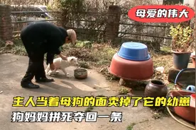 主人当着母狗的面，把她刚出生的孩子给卖掉了，母狗拼死夺回一条视频封面