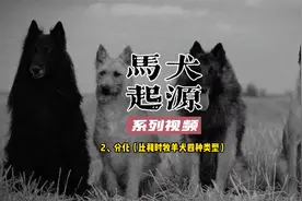 马犬起源系列（2）| 分化 | 比利时牧羊犬的4种类型视频封面