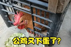 终于找到在城市养鸡不会被投诉的方法了。视频封面