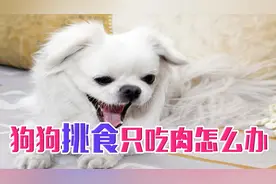 狗狗挑食只吃肉怎么办