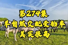第274集 羊自然交配受胎率其实很高视频封面