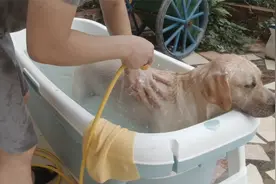 玩了一身泥回家安静泡澡的拉布拉多视频封面