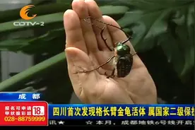 太难得！四川首次发现格长臂金龟活体，属国家二级保护动物视频封面