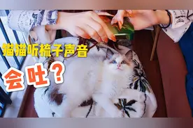 猫听到梳子声音会吐？女主人亲自实验一把，中招呢？#居家铲屎官#视频封面