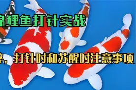 锦鲤鱼病好得快，就得给鱼注射打针，锦鲤鱼打针实战教程（下）视频封面