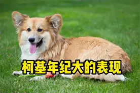 柯基有这些特征，已经算是老狗了！