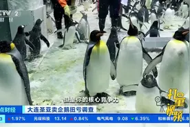 大连圣亚营收遭质疑，企鹅能否拯救一家上市公司|正点财经视频封面