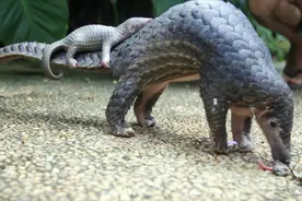 鳞片可活血，爪子可治癌，为何人们认为穿山甲全身是宝？