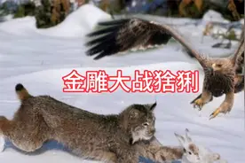 猞猁抢夺成性，金雕不服决定打二番战，一场激烈的较量视频封面