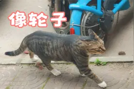 狸花猫王像车轮子一样大，它散步，附近的狗都躲起来视频封面