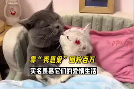 蓝猫招财和银渐层喵妹，靠“秀恩爱”圈粉百万，活成了猫界天花板视频封面