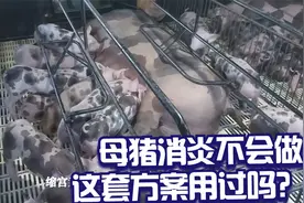 母猪产后消炎不彻底？原来是用药方案不对，这样做母猪健康产仔多视频封面
